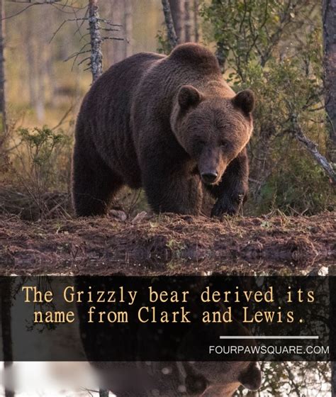 15 Fun Facts About Grizzly Bear Four Paw Square