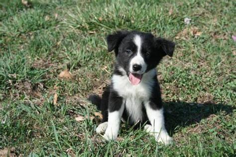 Spending limit is $600 we have a big yard with tons. Border Collie puppy for Sale in Clinton, Wisconsin Classified | AmericanListed.com