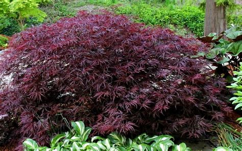 Red Dragon Japanese Maple 3 Gallon Tree Japanese Maples Red
