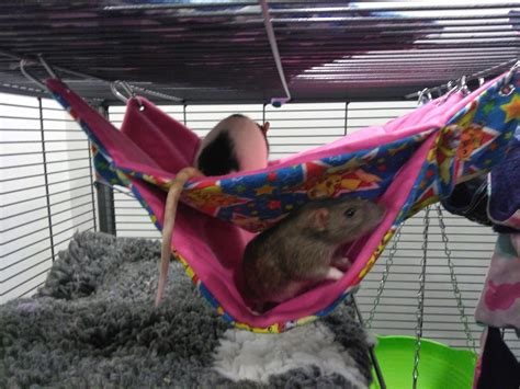 Double Decker Hammocks for Rats and Other Small Animals - Etsy