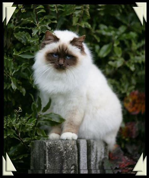 Great Chocolate Point Color On This Beautiful Birman Girl Avec Images