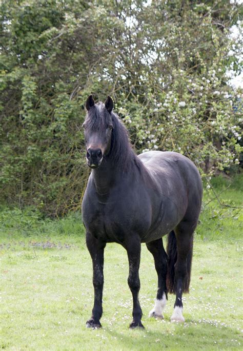 Beautiful Black Horse Free Stock Photo Public Domain