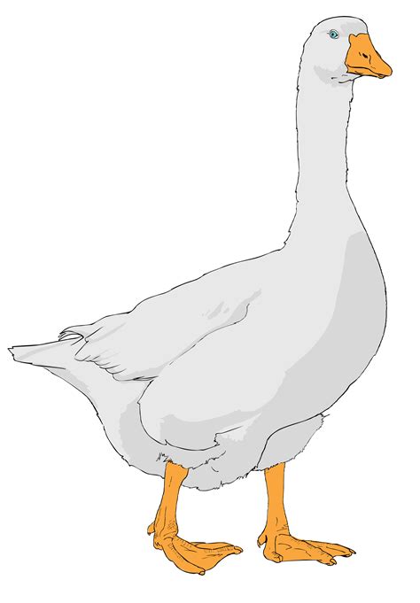 Cute Goose Clipart 10 Free Cliparts Download Images On Clipground 2024