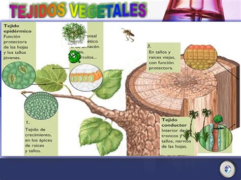 Células Y Tejidos Vegetales — Wikisabio