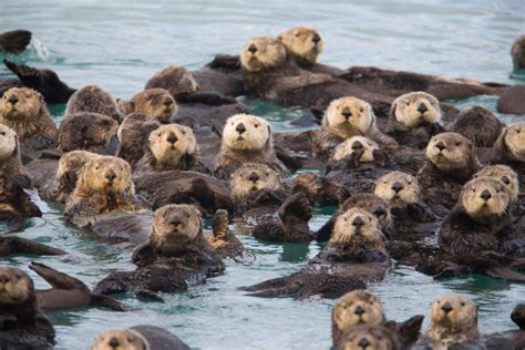 Sea Otters Characteristics Types Habitas And More