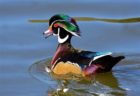 Wood Duck Male One Of The Most Beautiful Of All The Ducks Flickr