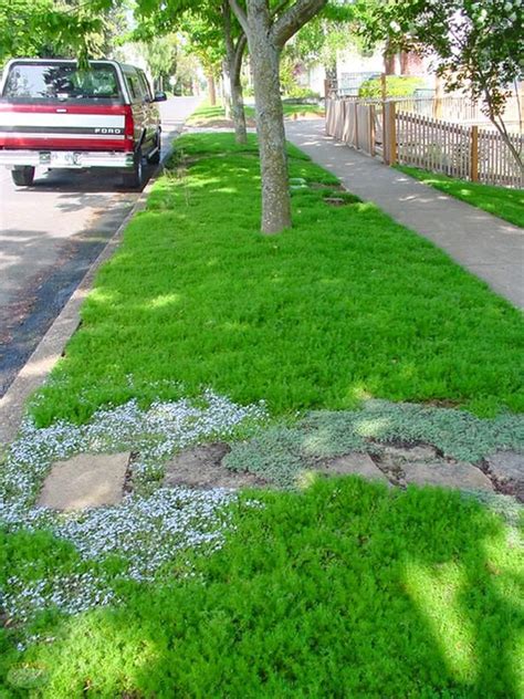 Ground Cover Ideas Instead Of Grass Ground Cover Good