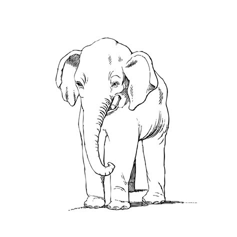Elefánt Clipart Rajz Szabad Kép Public Domain Pictures