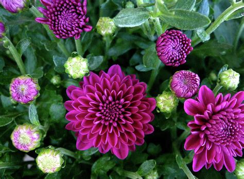 Find & download free graphic resources for dark purple. Purple Mums by Jenny Gembala