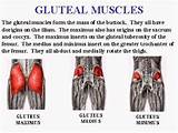 Gluteal Muscle Exercises To Strengthen Glutes Photos