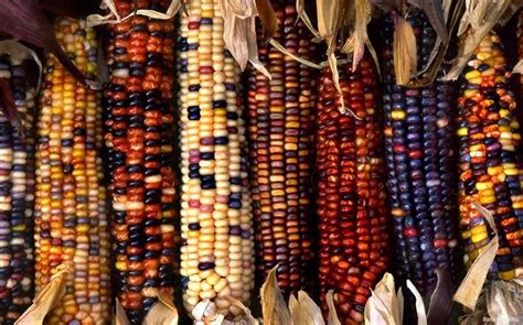 Rainbow Corn Indian Corn Corn Seed