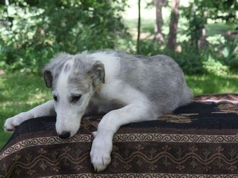 Howlinwolf Borzoi Russian Wolfhounds Borzoi Puppies For Sale In