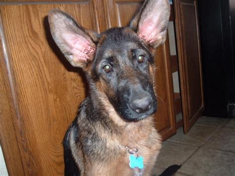 Ears German Shepherd Dog Forums