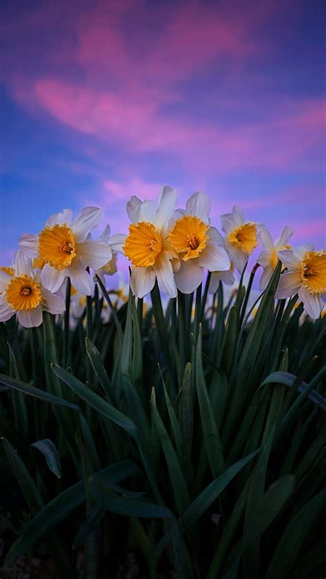 Details More Than 65 Daffodil Wallpaper Best Incdgdbentre
