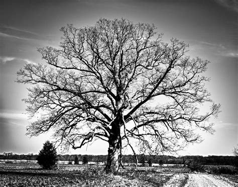 Tree In Black And White Photograph By Deb Henman Fine Art America