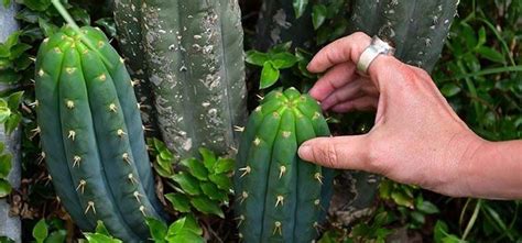 I put them in seperate pots you can go as far as a fourth washing if you want to get the most out of the cactus. Cactus San Pedro. Cultivo y cuidados - Agromática