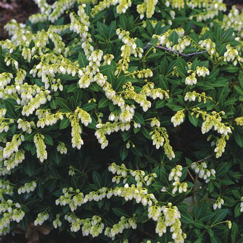 Calluna HeathersLarge Flowering Evergreen Bushy Shrub Mix36 Potted