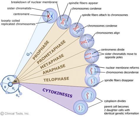The Cell Cycle Cell Cycle And Cell Divisionclass 11 Biology Neet Notes Edurev