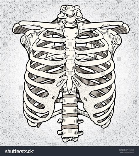 Ribcage Skeleton Drawings Anatomy Art Rib Cage Drawing