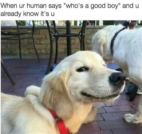30 Funny Doggo Memes That Will Get Your Tail Wagging Cute Dog Memes