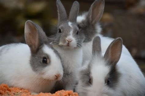 Comportamiento De Los Conejos Lenguaje Verbal Y No Verbal