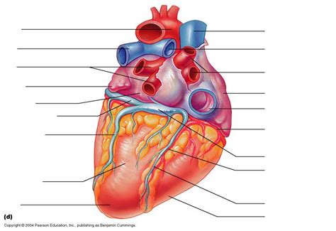 Learn vocabulary, terms and more with flashcards, games and other study tools. heart diagram unlabeled - Google Search | A&P | Pinterest ...