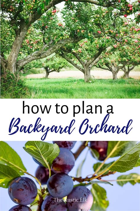Planning Your Backyard Orchard Fruit Trees Backyard Orchard Garden