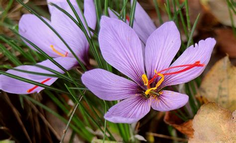 Lets Grow Saffron ~ The Herb Gardener