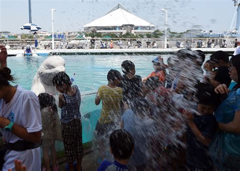 Beluga Whale Cools Down Kids At Japanese Aquarium Nbc News