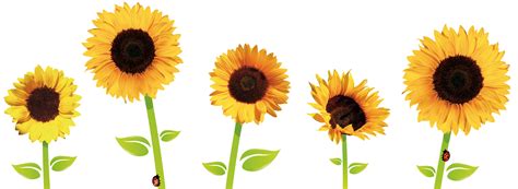Transparent Background Sunflower Clipart Clip Art Library