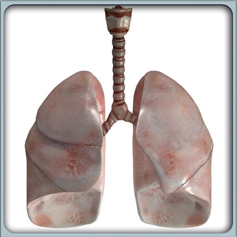 3d Model Of Lungs