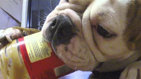 Funny English Bulldog Loves Eating Peanut Butter And Being