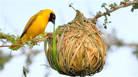 15 Most Amazing Types Of Bird Nests In The Animal World The Random