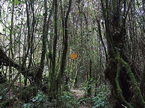 These trails are quite tough and tourists will have to find their own way out here. Cameron Jungle Trekking Trail | Cameron Highlands Online
