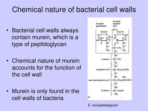 Ppt Bacterial Cell Structure And Function Part 2 Cell Envelope And