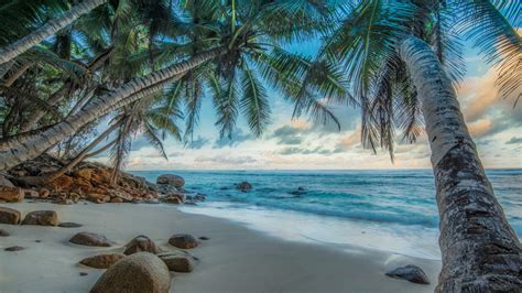 Wallpaper Nature Beach Sea Palm Trees Tropics Island Stones