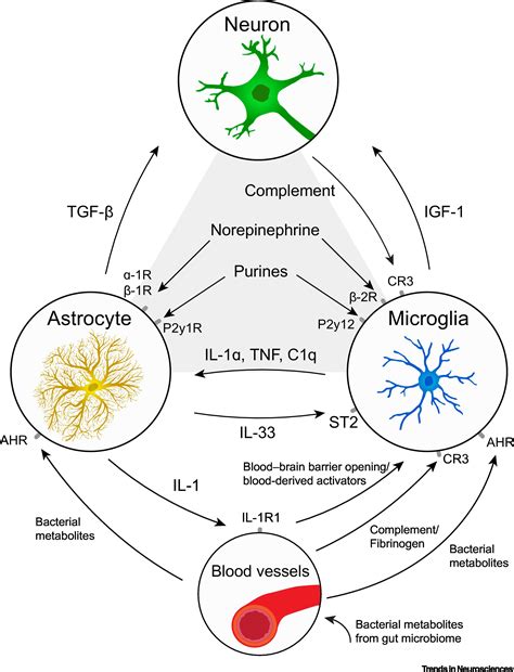 Astrocytes And Microglia In Sickness And In Health Trends In