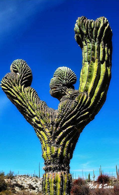 Cactus juice is a term, as seen in season 2, episode 11 from the nickelodeon series avatar: #Baja #Mexico has some of the most weird cactus in the ...