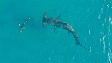 Giant Hammerhead Sharks Hunting Blacktip Sharks Swimmers Daily