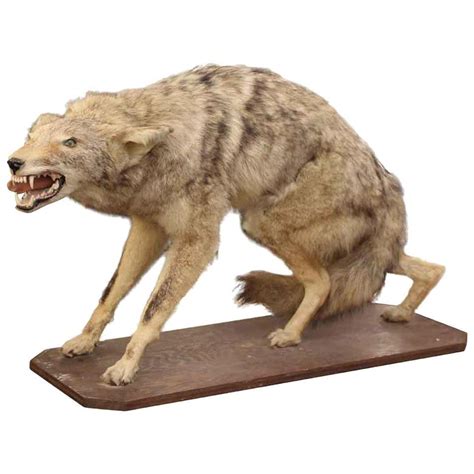 Coyote Taxidermy With A Really Mean Look For Sale At 1stdibs Coyote