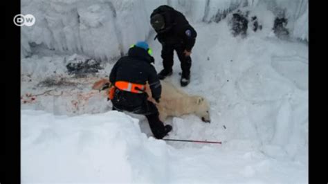 More Polar Bears Shot Dead In Norwegian Arctic Dw 09282016