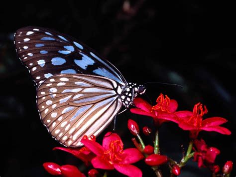 Butterfly On Red Flower Wallpapers Hd Wallpapers Pics
