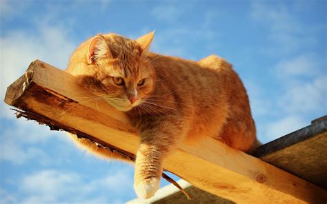 Dark Orange Tabby Cat Bing Images I Love Cats