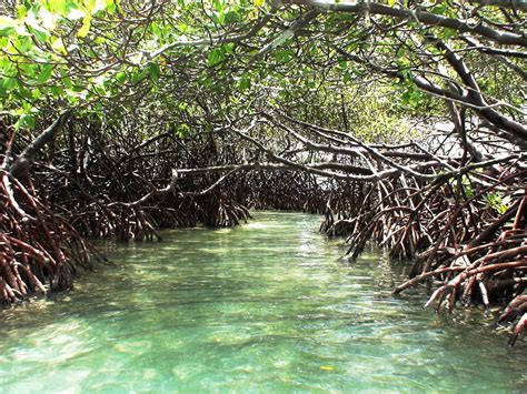 krs கரச on twitter mangrove தில்லைக் காடு பேரில் mango மா உள்ளதால் மாம்பழம்னு