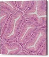 Glands In Mucosa Pyloric Stomach Lm Photograph By Science Stock