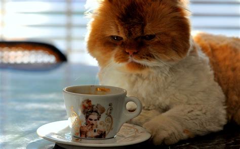 Funny Cat Drink Coffee In The Morning