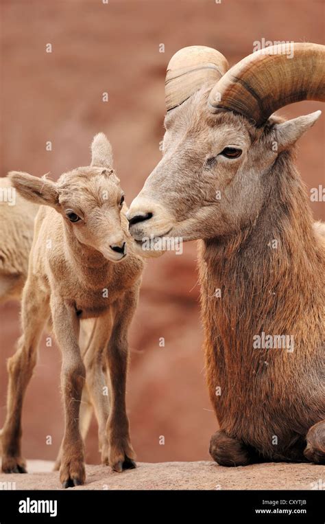 Desert Bighorn Sheep Ovis Canadensis Nelsoni Ovis Canadensis