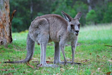 Kangaroo Basic Facts And Pictures The Wildlife