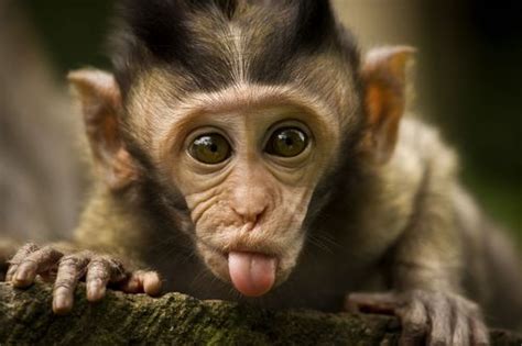 Funny Cute Monkeys All Funny