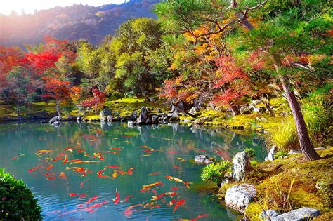 Zen Garden Autumn Zen Garden Colors Bonito Foliage Fall Trees